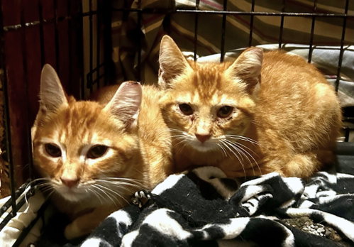 Ben and Brad C Therrien BONDED PAIR, a cat for adoption from Friends of Homeless Animals, Inc.