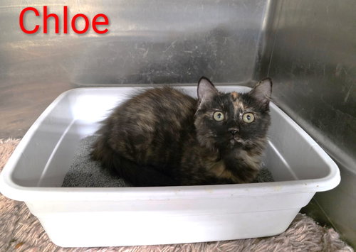 Chloe C Harrell, a cat for adoption from Friends of Homeless Animals, Inc.