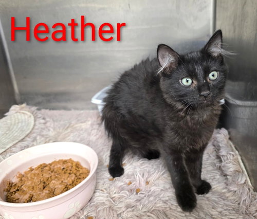 Heather C Harrell, a cat for adoption from Friends of Homeless Animals, Inc.