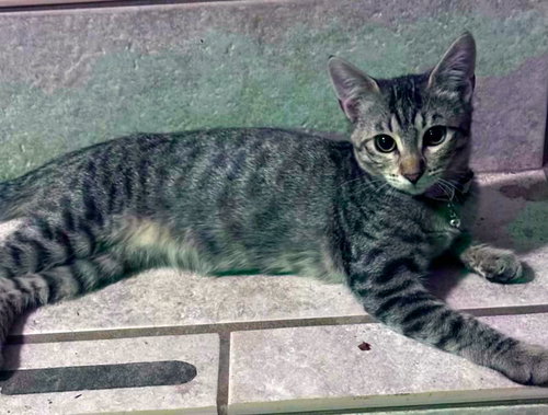 Ziggy C Jones, a cat for adoption from Friends of Homeless Animals, Inc.