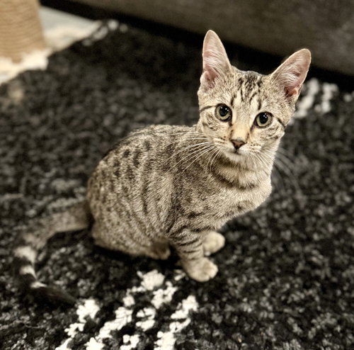 Ethel C Bell, a cat for adoption from Friends of Homeless Animals, Inc.
