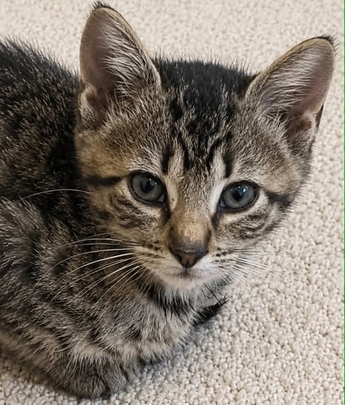Eugene C Bell, a cat for adoption from Friends of Homeless Animals, Inc.