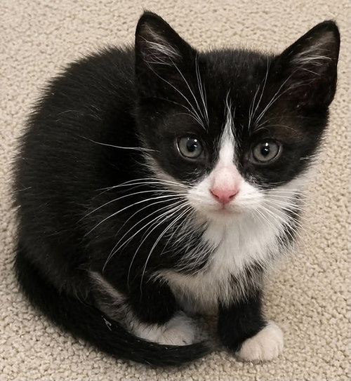 Otis C Bell, a cat for adoption from Friends of Homeless Animals, Inc.