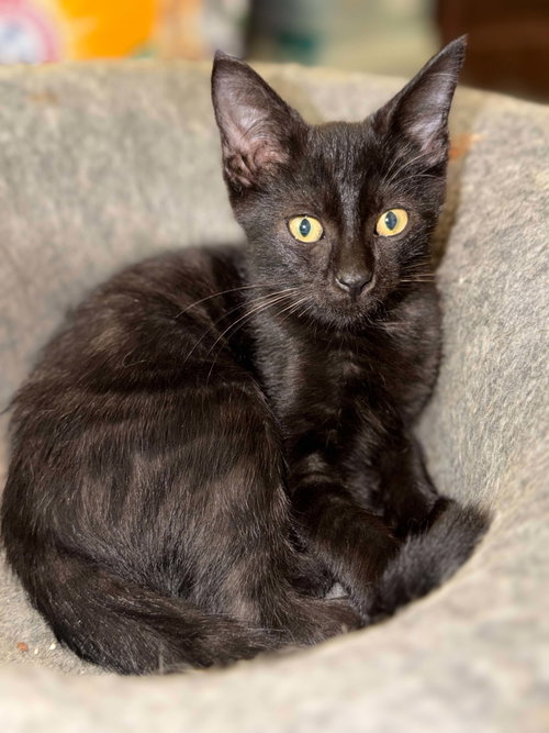 Photo 3 of Binx C Austin