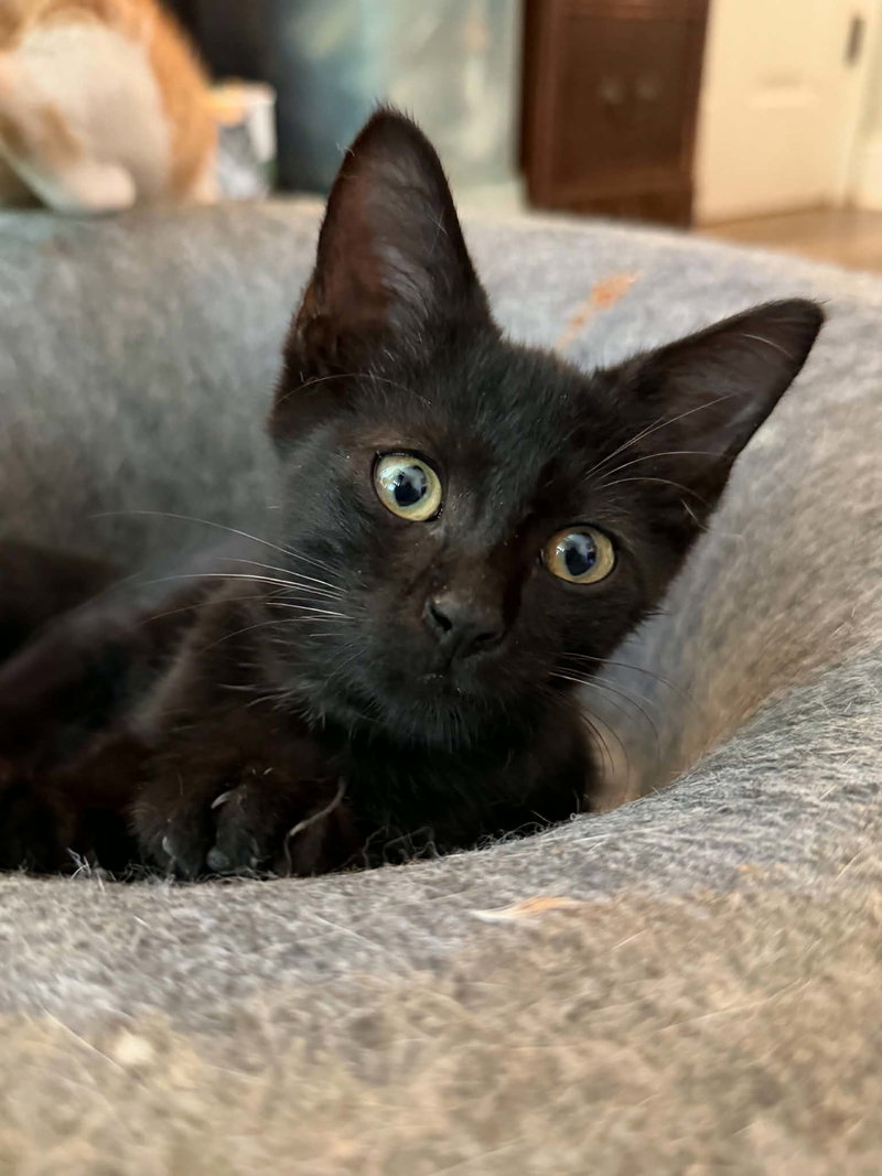 Binx C Austin, photo 2