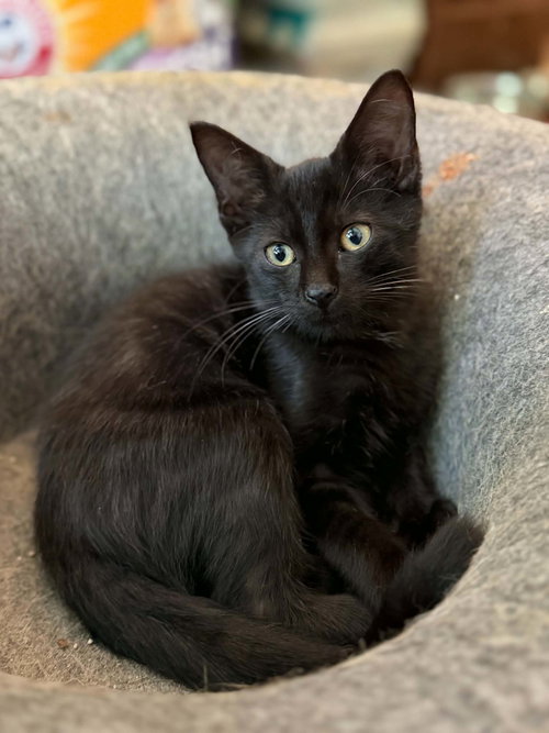 Photo 2 of Binx C Austin