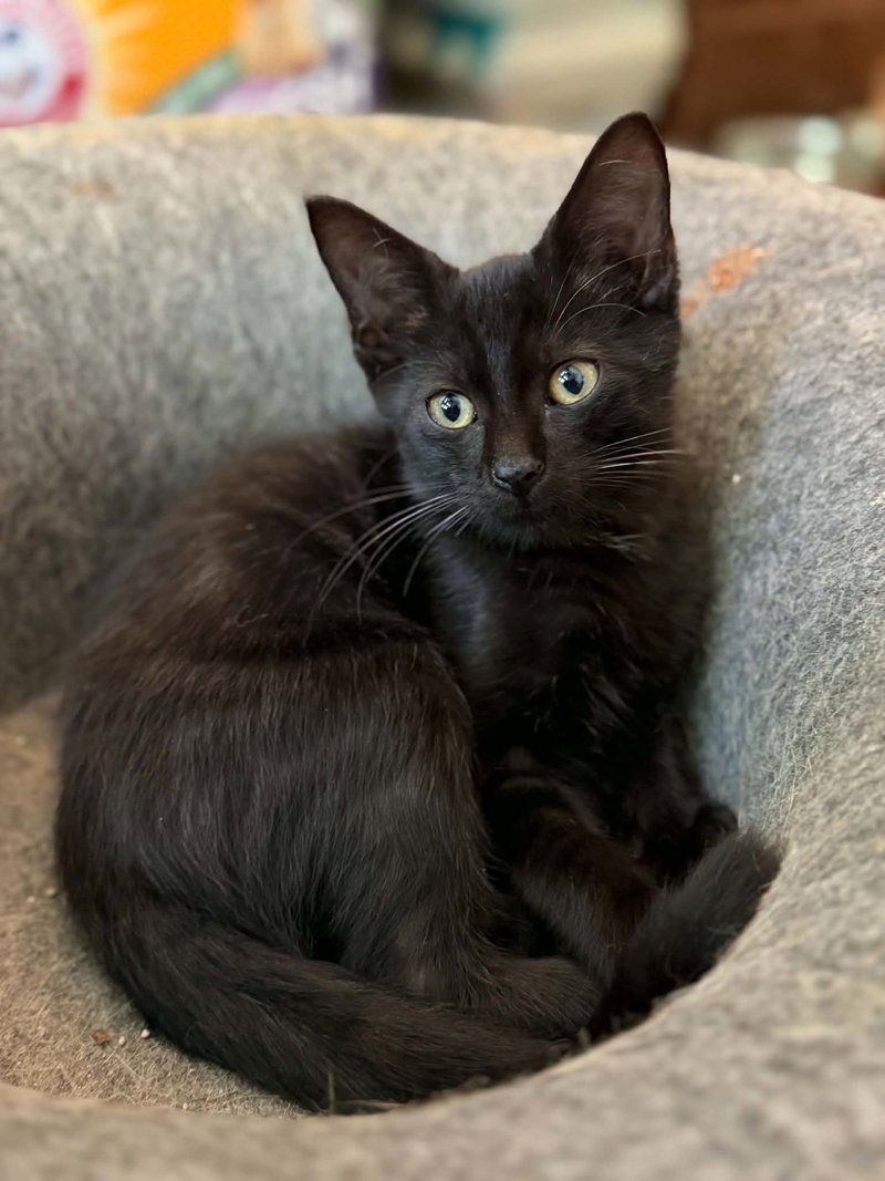 Binx C Austin, photo 3