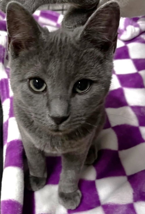 Vulpix C Bell, a cat for adoption from Friends of Homeless Animals, Inc.