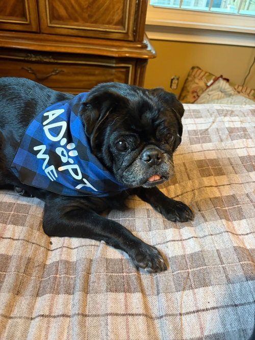 Cash Moore, a dog for adoption from Friends of Homeless Animals, Inc.