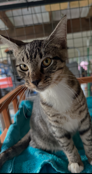 Jordan Ingram, a cat for adoption from Friends of Homeless Animals, Inc.