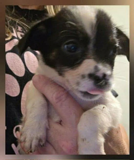 Almond Joy, Terrier