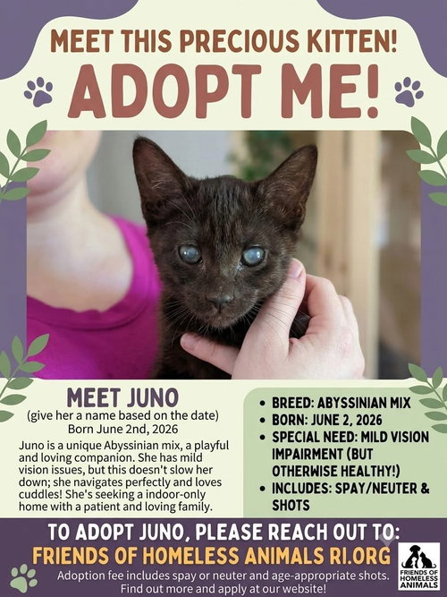 Juno C OS Nelson, a cat for adoption from Friends of Homeless Animals, Inc.