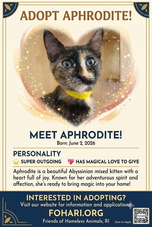 Aphrodite OS C Nelson, a cat for adoption from Friends of Homeless Animals, Inc.