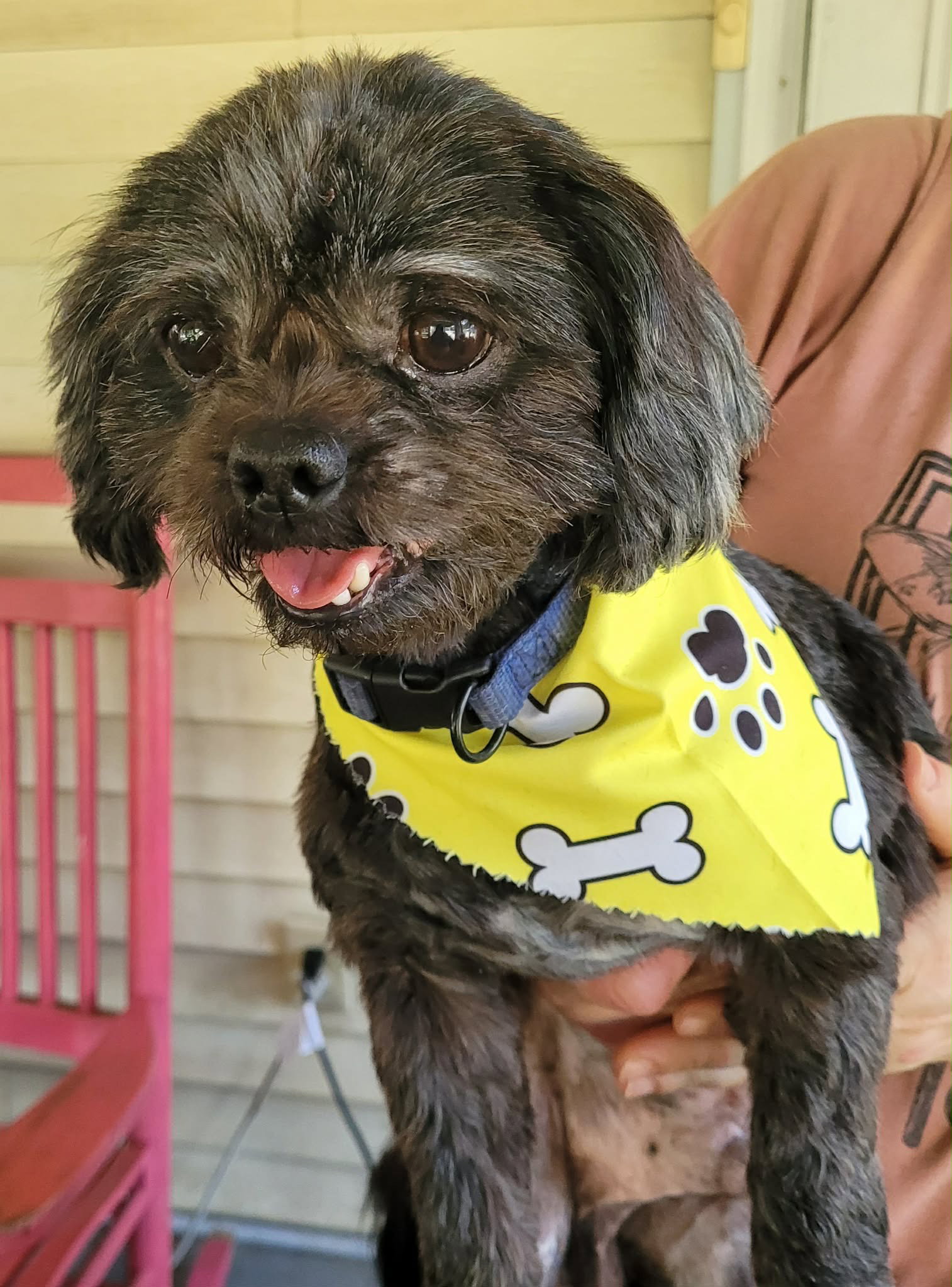 Rosco Kirkland, Shih Tzu