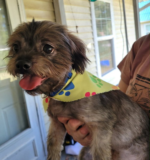 Cooper Kirkland, a dog for adoption from Friends of Homeless Animals, Inc.