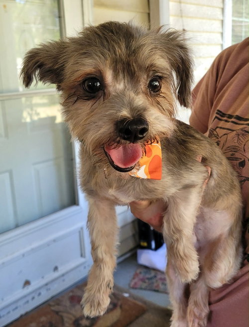 Buster Kirkland, a dog for adoption from Friends of Homeless Animals, Inc.
