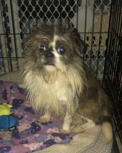 Casey Hadley, a dog for adoption from Friends of Homeless Animals, Inc.