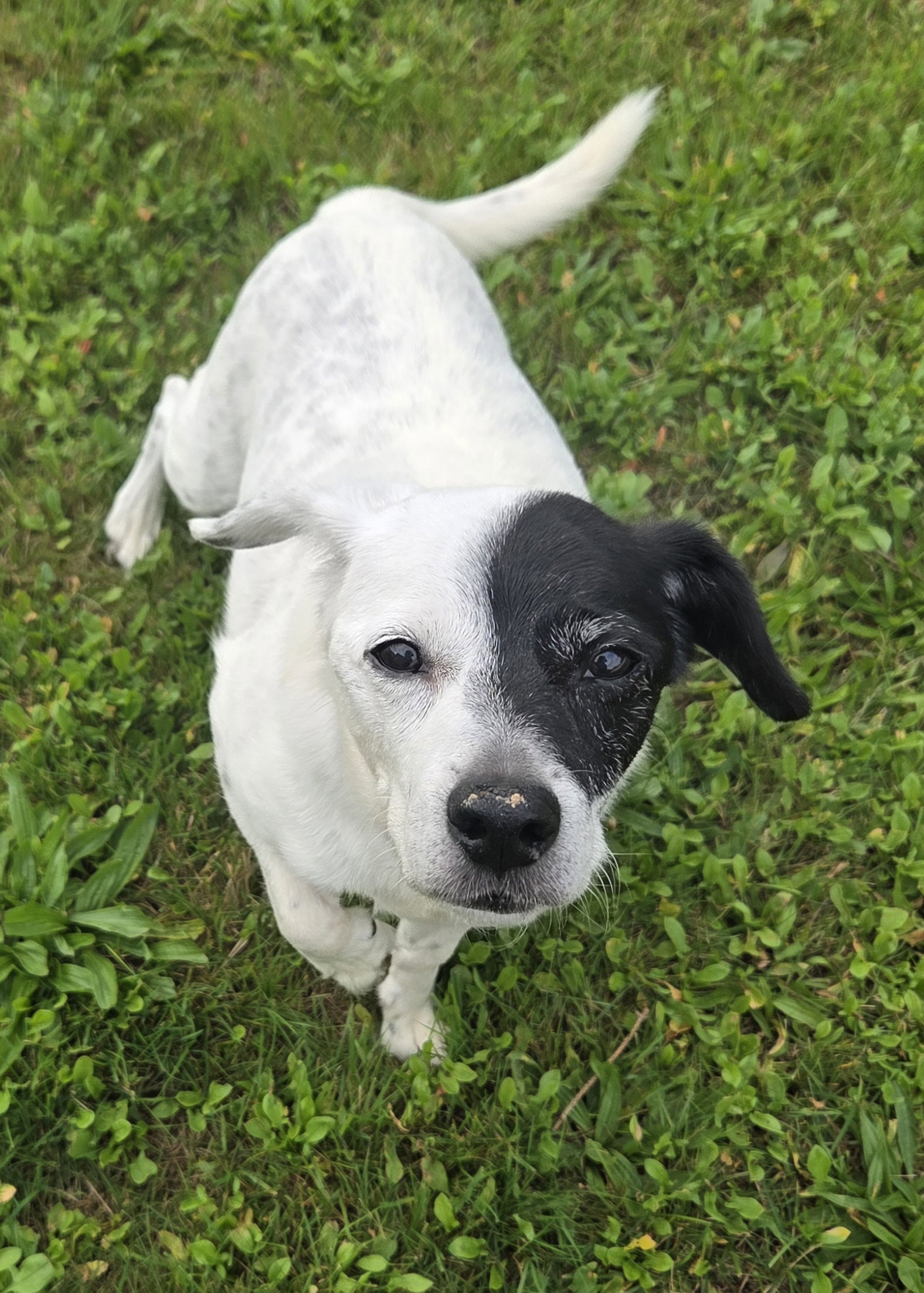 Petey Clark, Rat Terrier