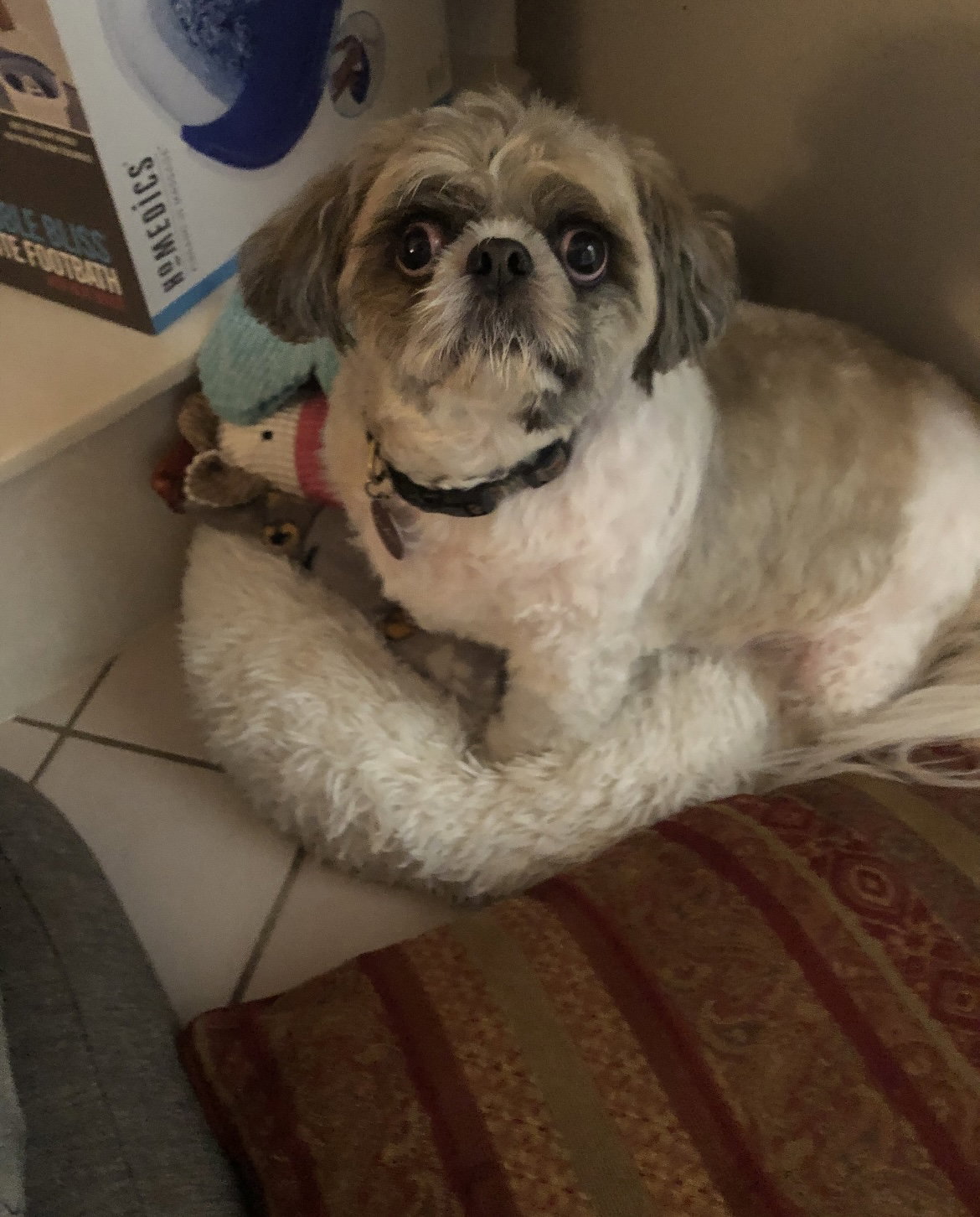 Chuckie Hadley, Shih Tzu