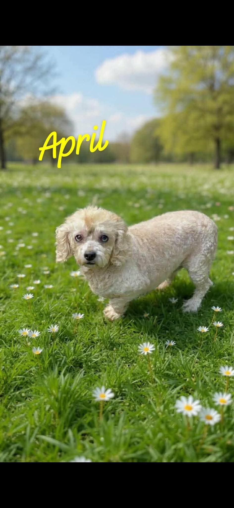 April Wood, Bichon Frise
