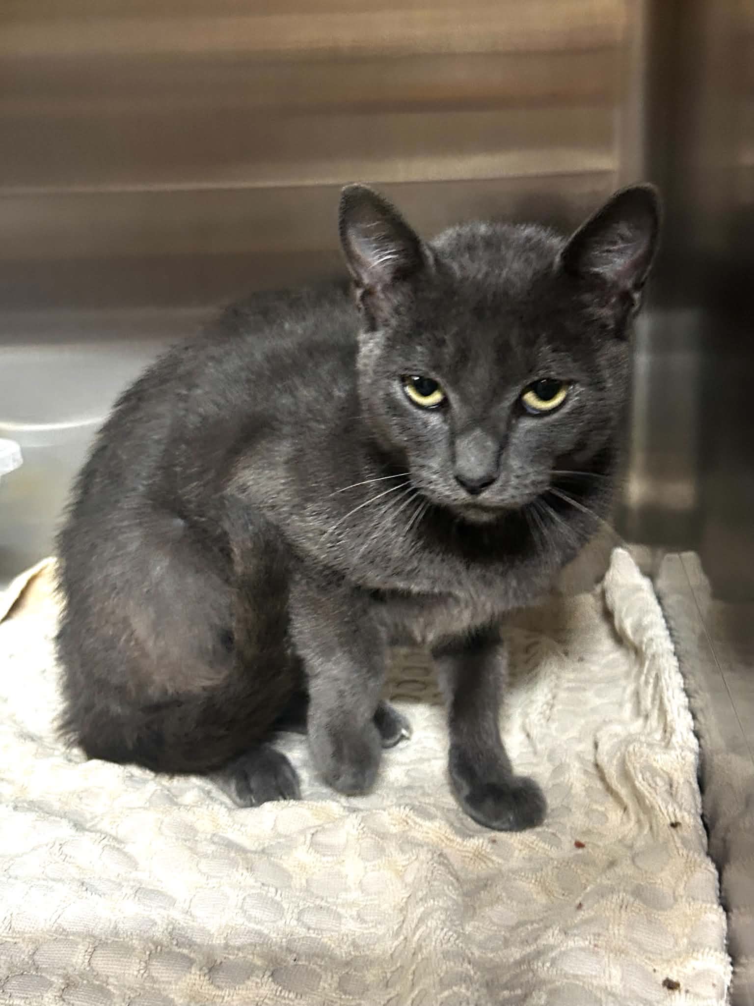 Lannie C Therrien, Domestic Short Hair
