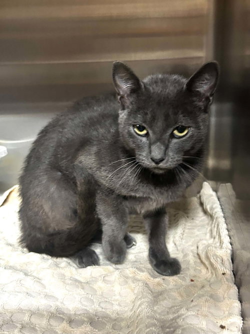 Lannie C Therrien, a cat for adoption from Friends of Homeless Animals, Inc.