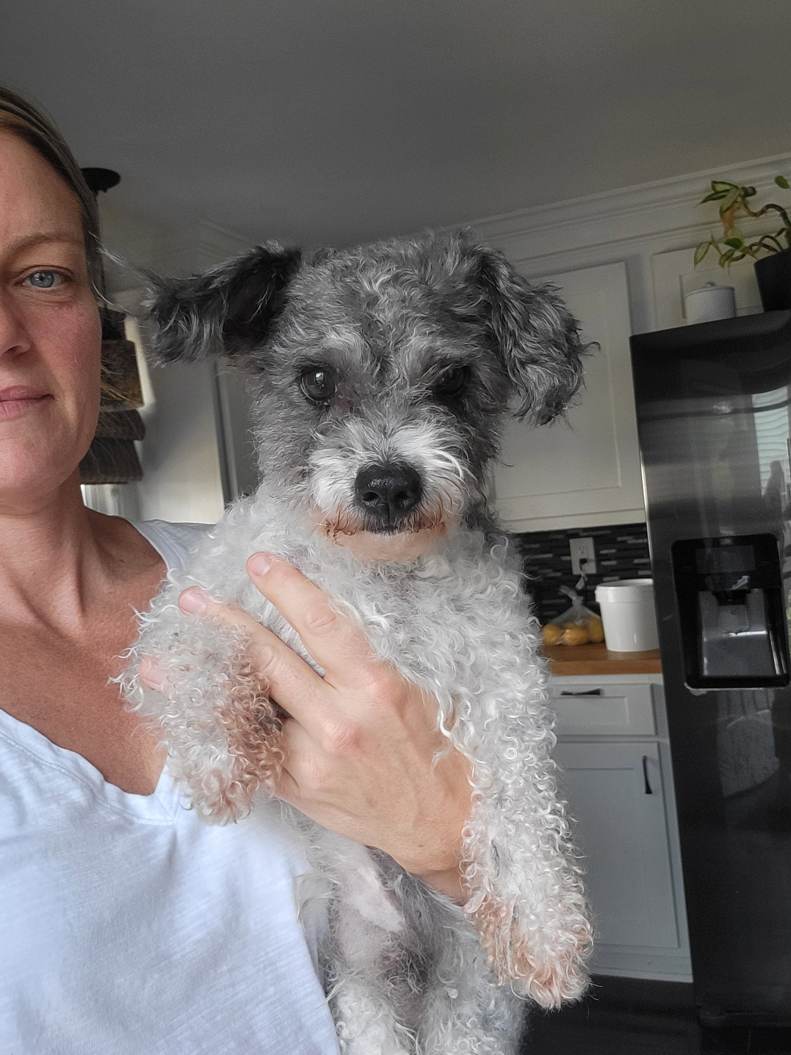 Wally Carlson, Poodle (Miniature)