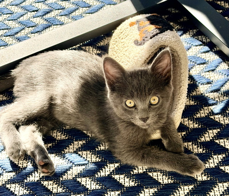 Sky C Ingram, a male kitten up for adoption