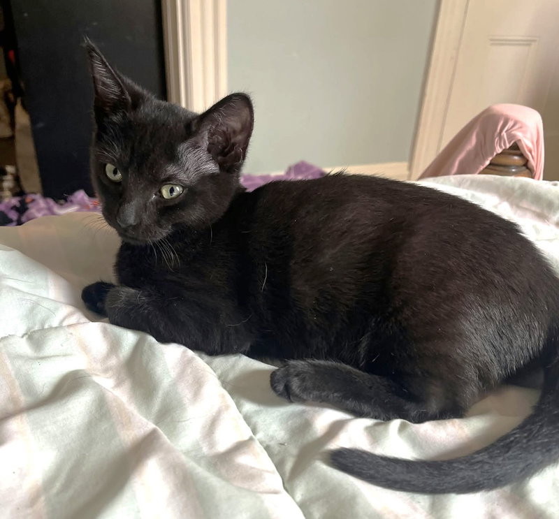 Raven C Weaver, a female kitten up for adoption