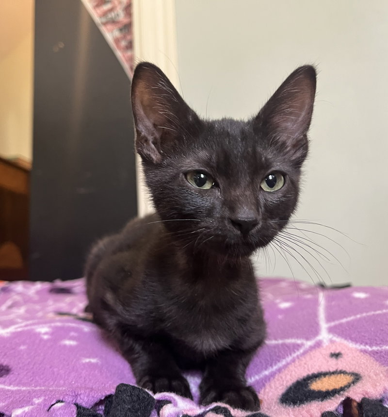 Cricket C Weaver, a male kitten up for adoption