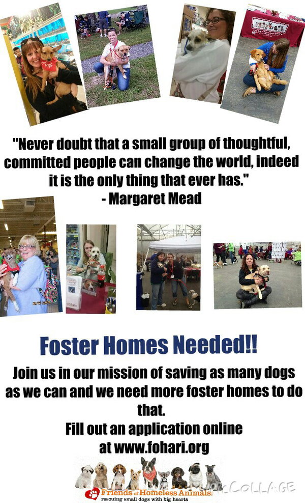 FosterHomesNeeded