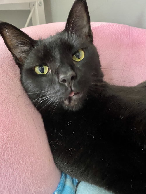 VAMP - Domestic Short Hair available for adoption