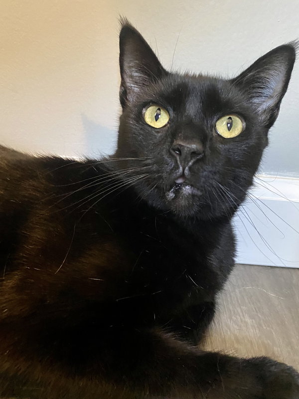 Vamp