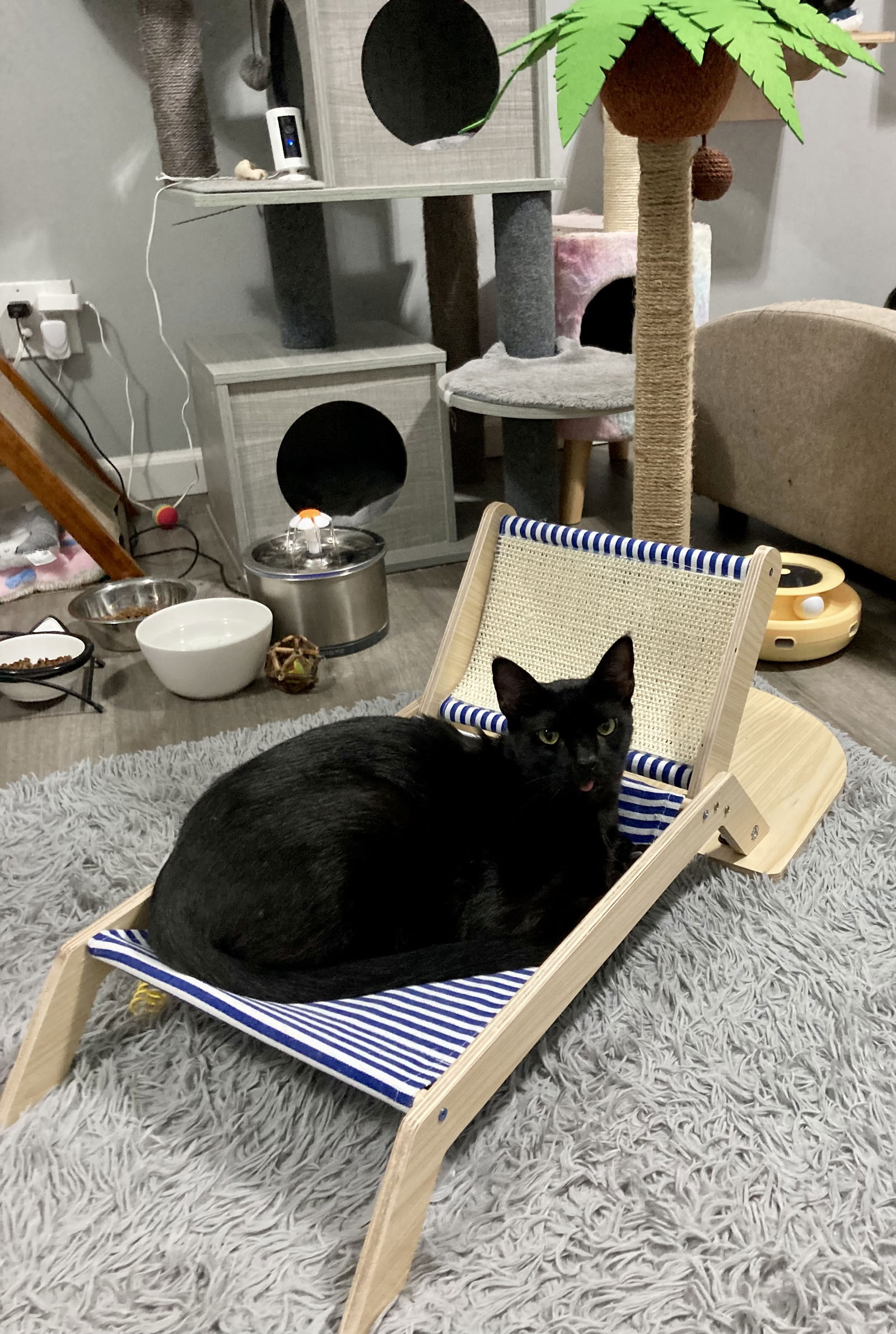 adoptable Cat in Fort Lauderdale, FL named Vamp