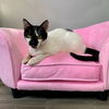 adoptable Cat in Fort Lauderdale, FL named Angelo