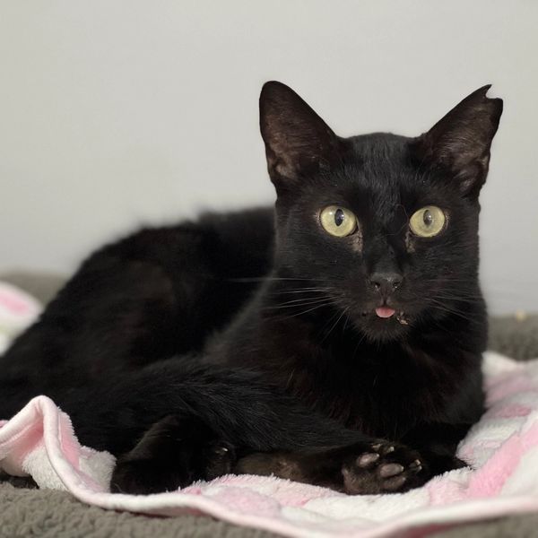 adoptable Cat in Fort Lauderdale, FL named Spooky