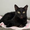 adoptable Cat in Fort Lauderdale, FL named Spooky