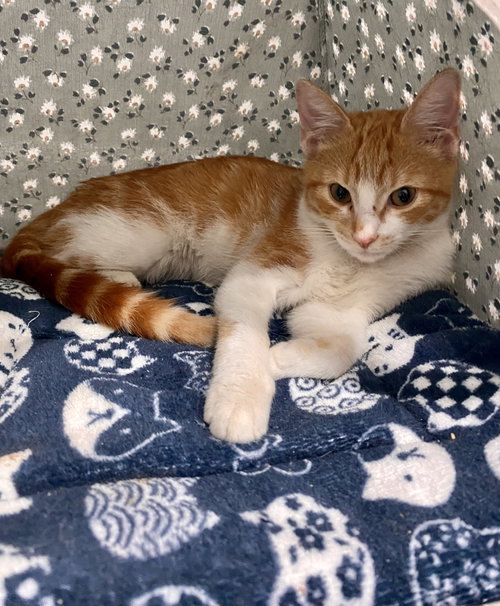 Photo 4 of SCOUT