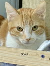 adoptable Cat in Fort Lauderdale, FL named SCOUT