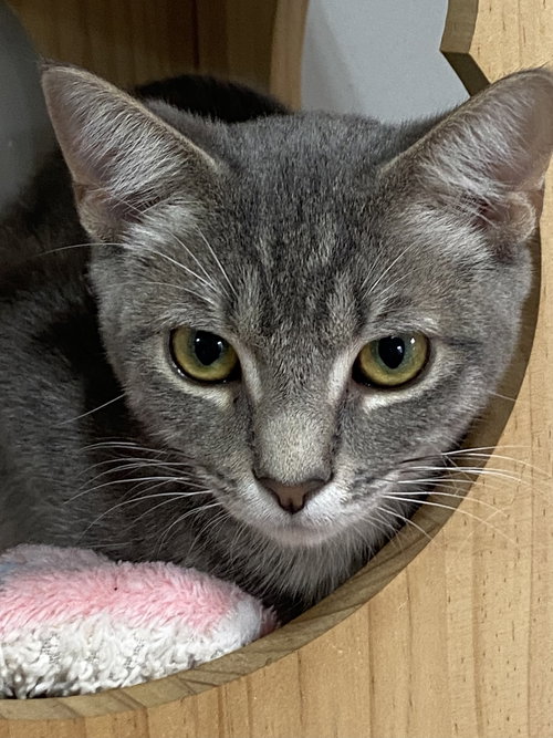 TIGERBELL - Tabby available for adoption