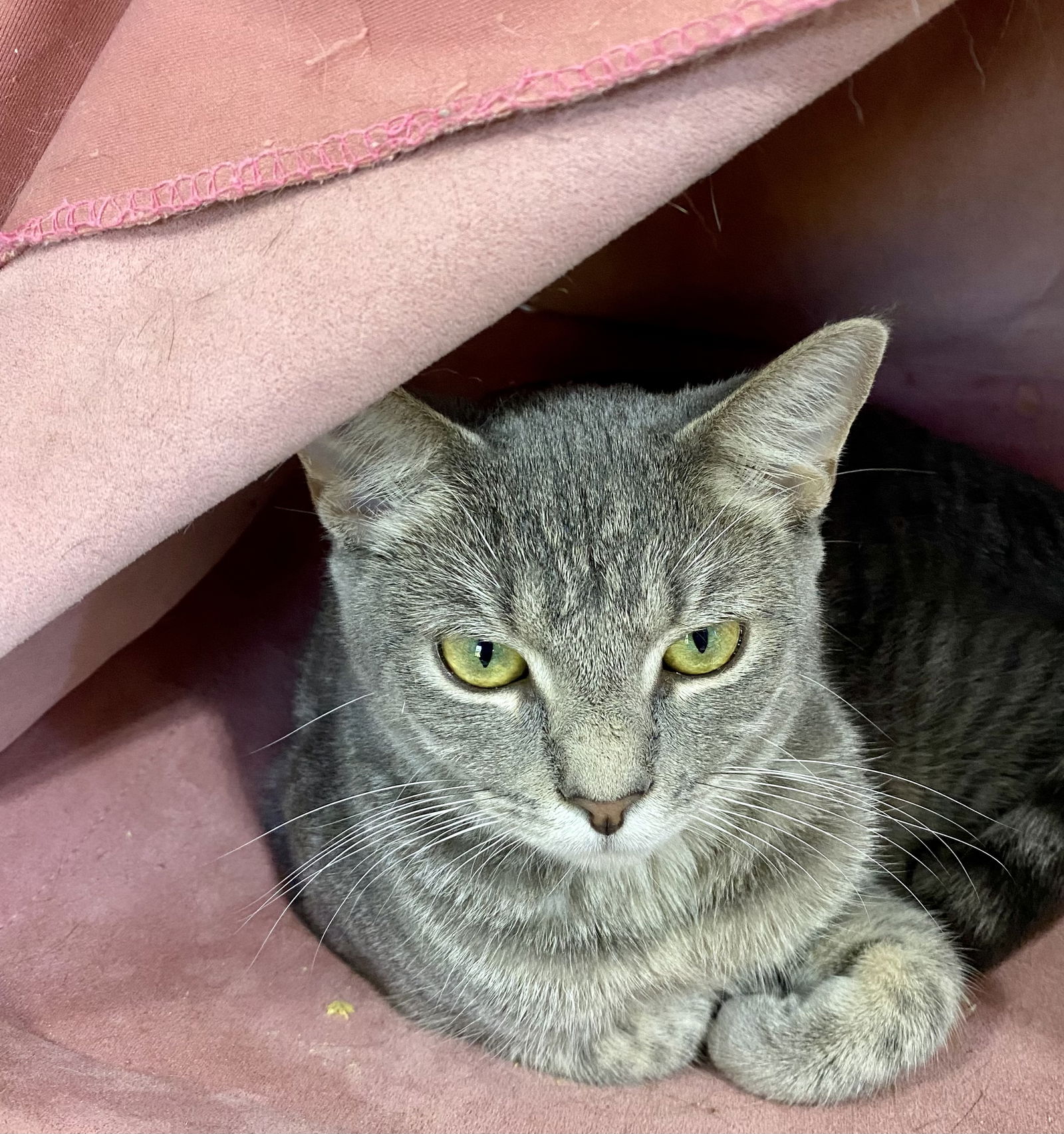 adoptable Cat in Fort Lauderdale, FL named TIGERBELL