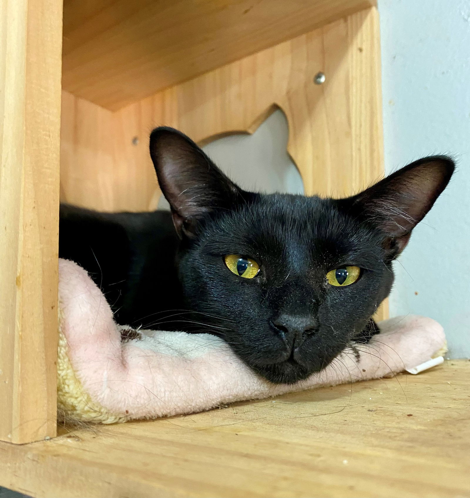 adoptable Cat in Fort Lauderdale, FL named VAN GOGH