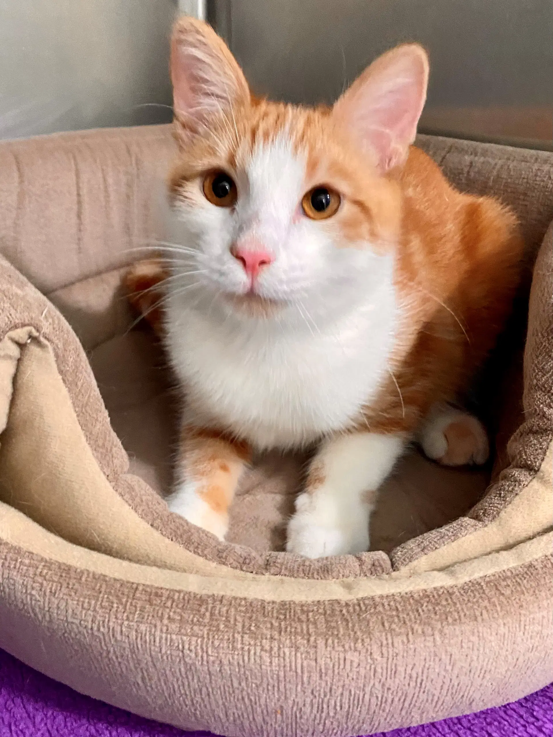 Sheldon - American Shorthair