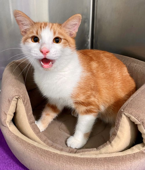SHELDON - American Shorthair available for adoption