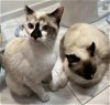 adoptable Cat in pembroke pines, fl, FL named Siamese Sisters Rosie and Posie