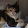 adoptable Cat in  named Callie