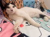 adoptable Cat in  named RALPH