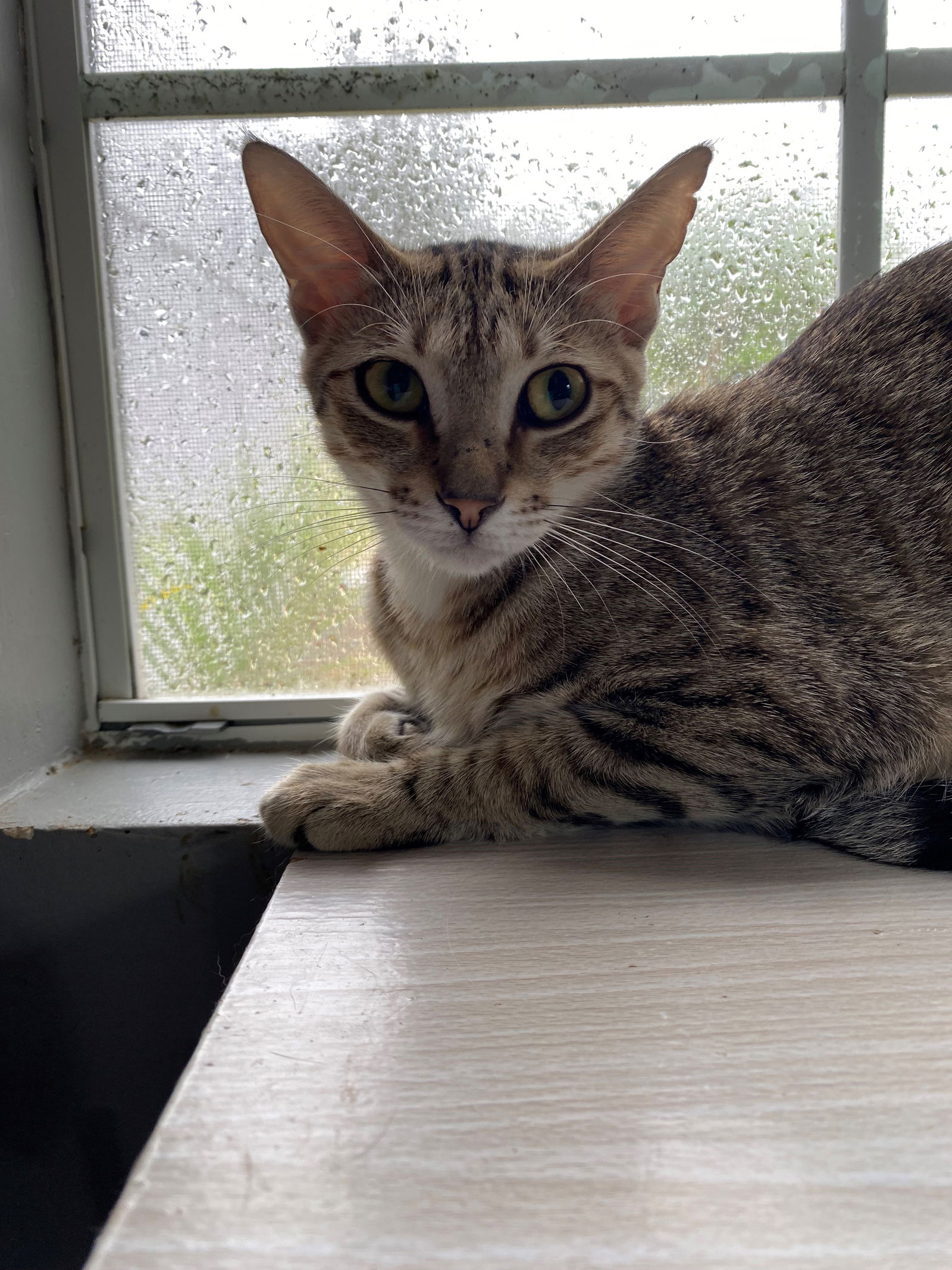 adoptable Cat in Fort Lauderdale, FL named ALICE