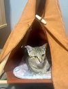 ALICE - Photo 3