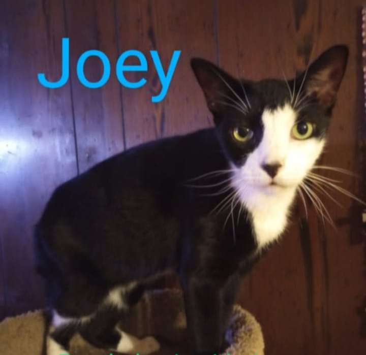 adoptable Cat in Fort Lauderdale, FL named Joey & Marie